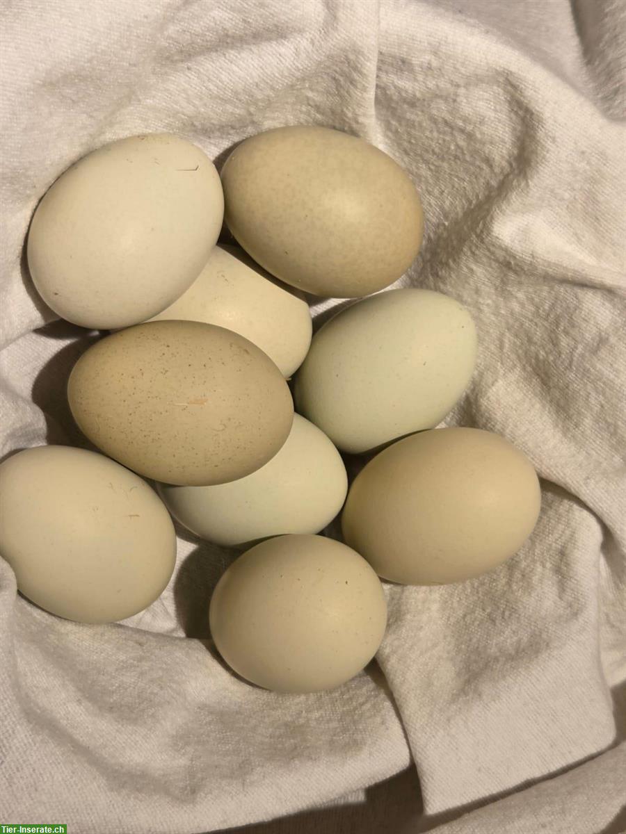 Bild 4: 2 Grünleger Hennen suchen gemeinsames Zuhause