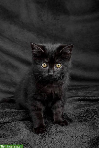 2 Siam-Mix Kitten zu verkaufen