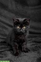 2 Siam-Mix Kitten zu verkaufen