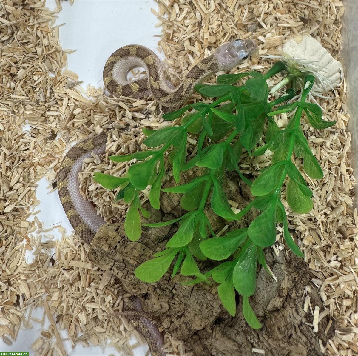 Junge Erdnattern Licorice zu verkaufen