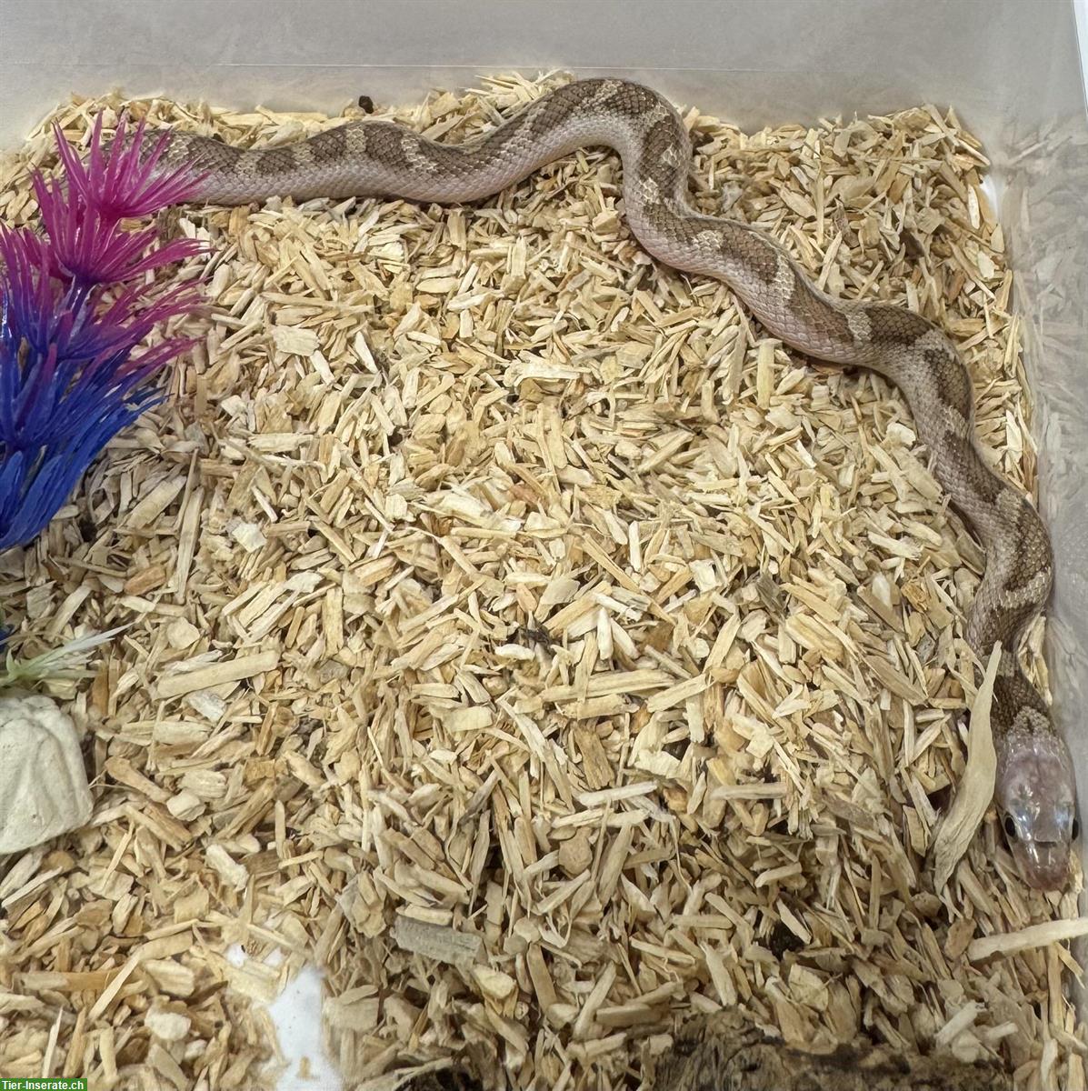 Bild 2: Junge Erdnattern Licorice zu verkaufen