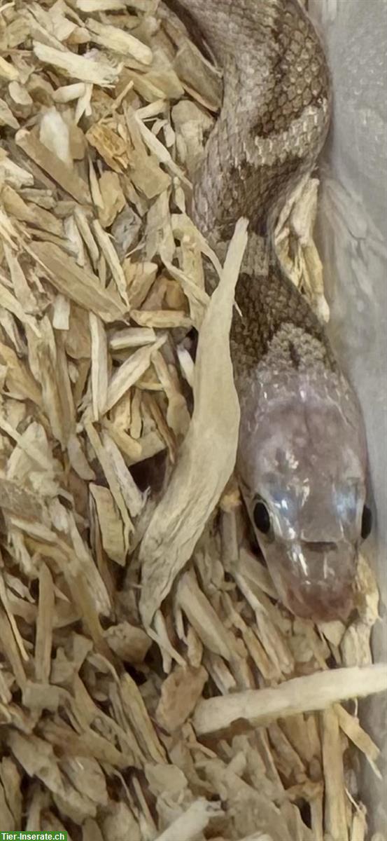 Bild 3: Junge Erdnattern Licorice zu verkaufen