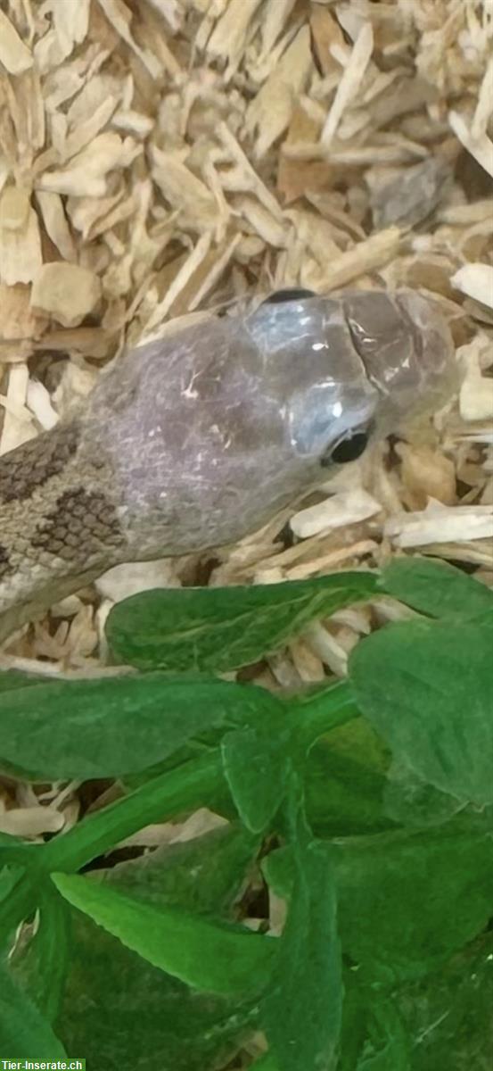 Bild 4: Junge Erdnattern Licorice zu verkaufen