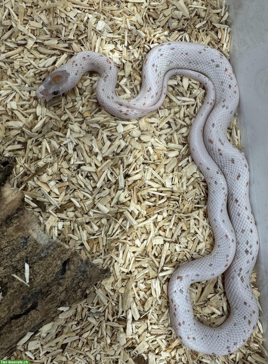 Herzige junge Palmetto Kornnattern zu verkaufen