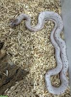 Herzige junge Palmetto Kornnattern zu verkaufen