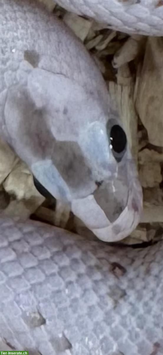 Bild 10: Herzige junge Palmetto Kornnattern zu verkaufen