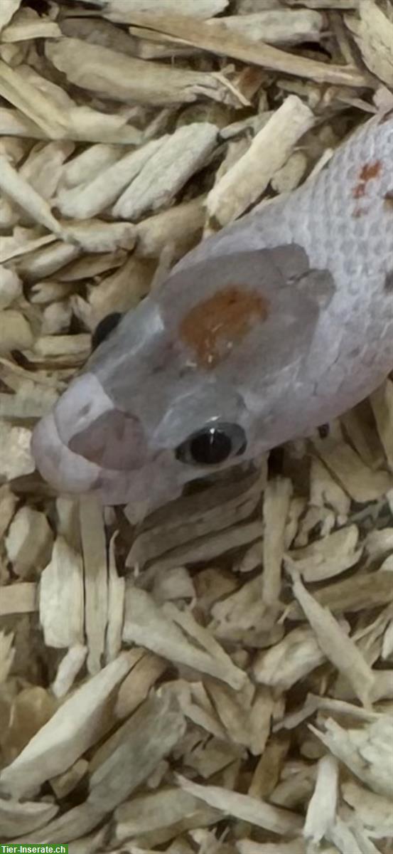 Bild 2: Herzige junge Palmetto Kornnattern zu verkaufen