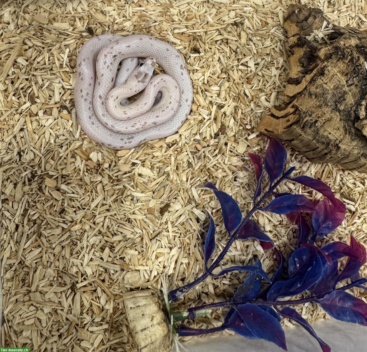 Bild 3: Herzige junge Palmetto Kornnattern zu verkaufen