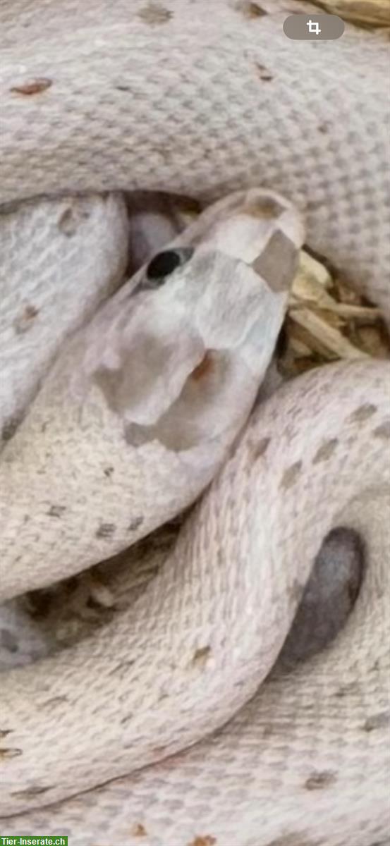 Bild 4: Herzige junge Palmetto Kornnattern zu verkaufen