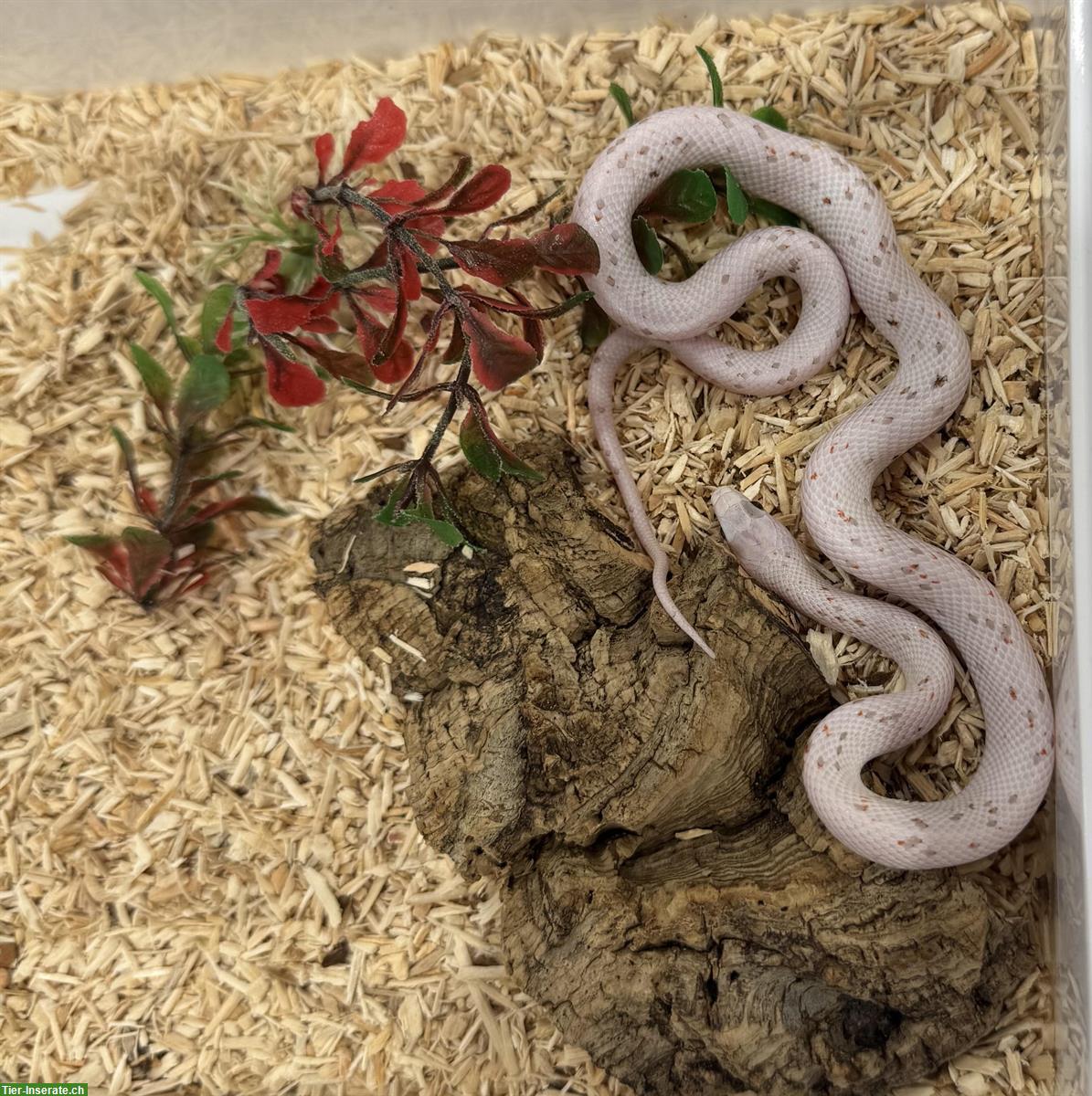 Bild 5: Herzige junge Palmetto Kornnattern zu verkaufen