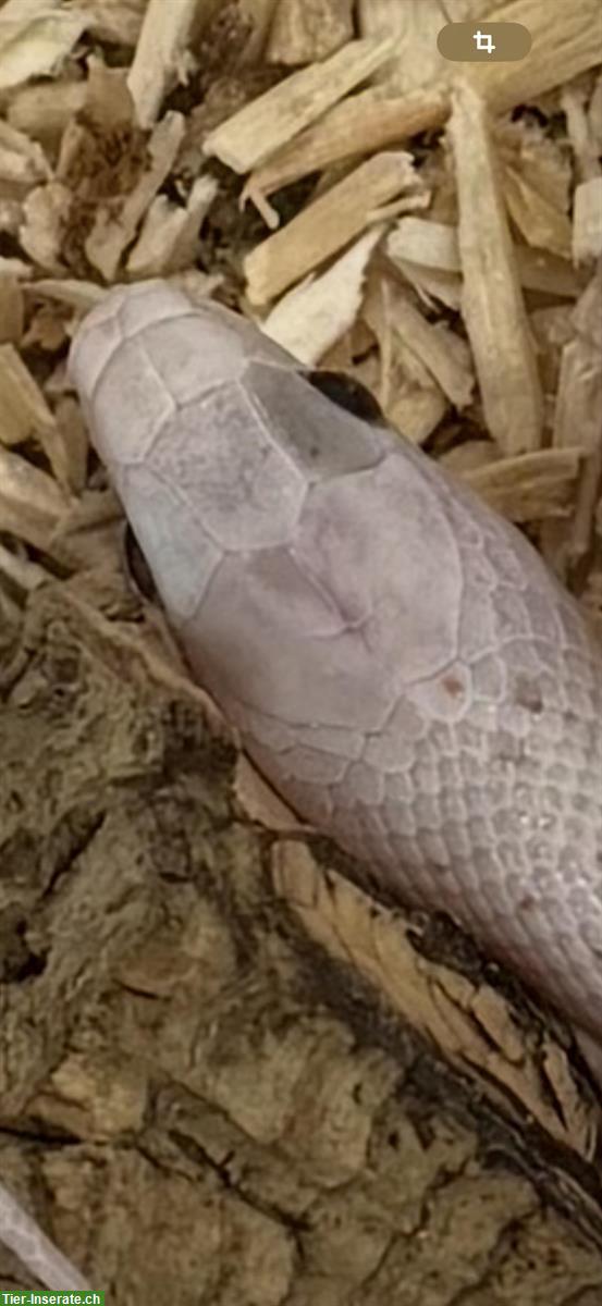 Bild 6: Herzige junge Palmetto Kornnattern zu verkaufen