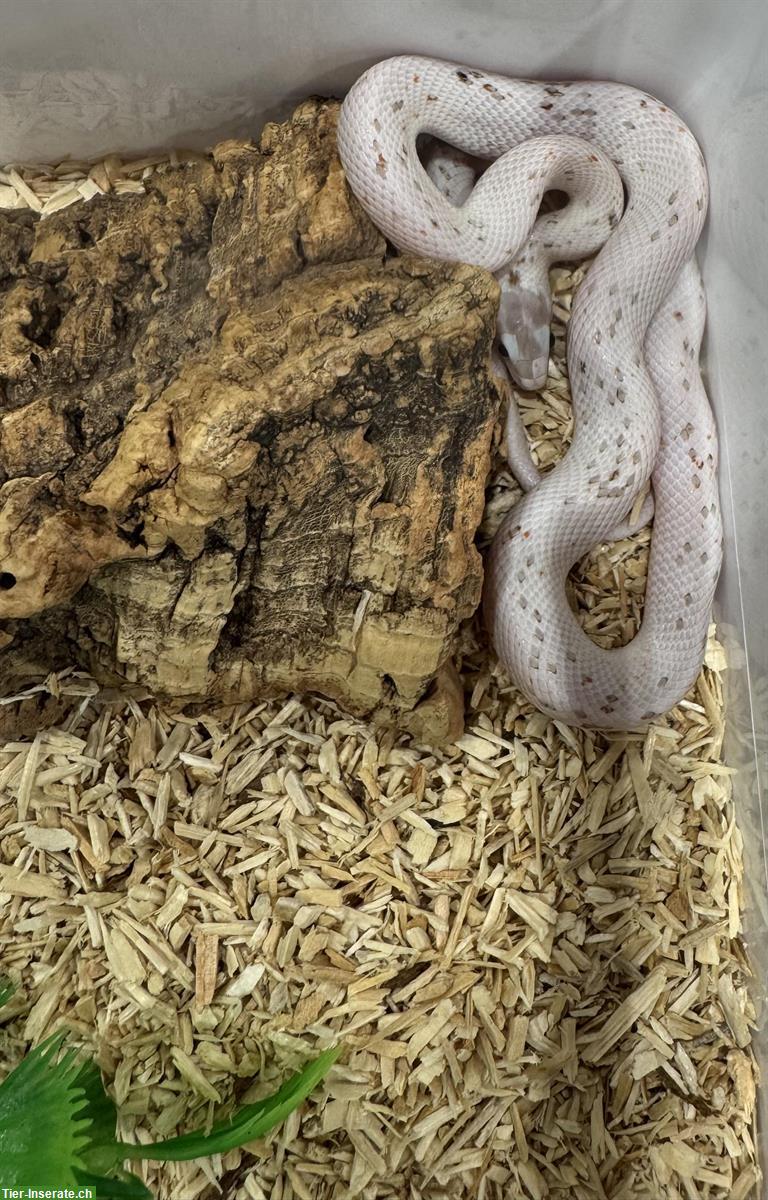 Bild 7: Herzige junge Palmetto Kornnattern zu verkaufen