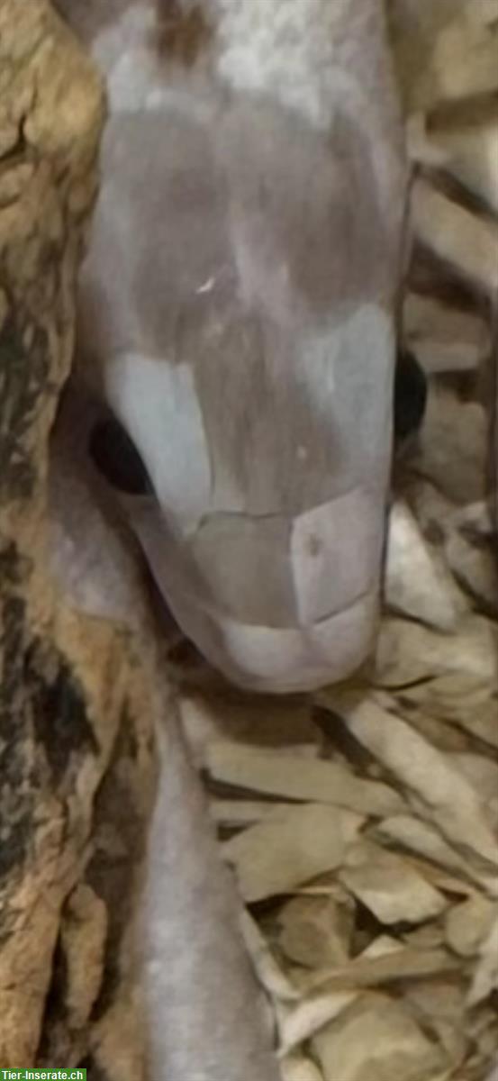 Bild 8: Herzige junge Palmetto Kornnattern zu verkaufen