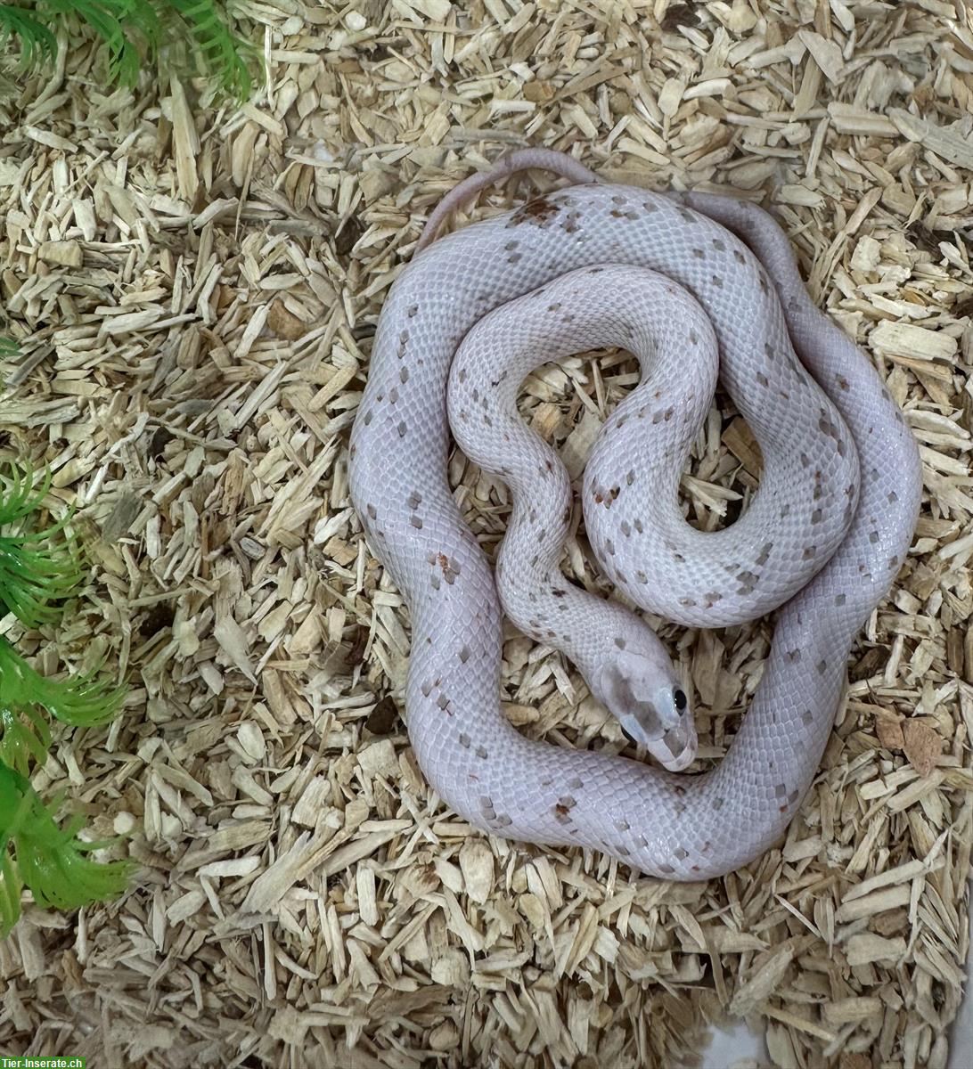 Bild 9: Herzige junge Palmetto Kornnattern zu verkaufen