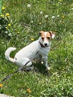 Jack Russell Terrier Rüde sucht neues Zuhause