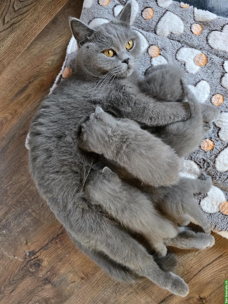 BKH Kitten suchen ein liebevolles Zuhause