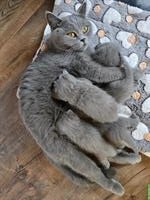 BKH Kitten suchen ein liebevolles Zuhause