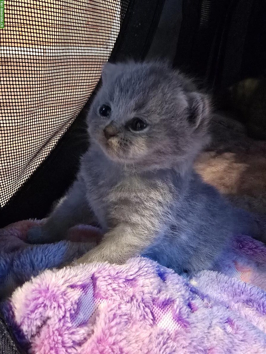 Bild 2: BKH Kitten suchen ein liebevolles Zuhause