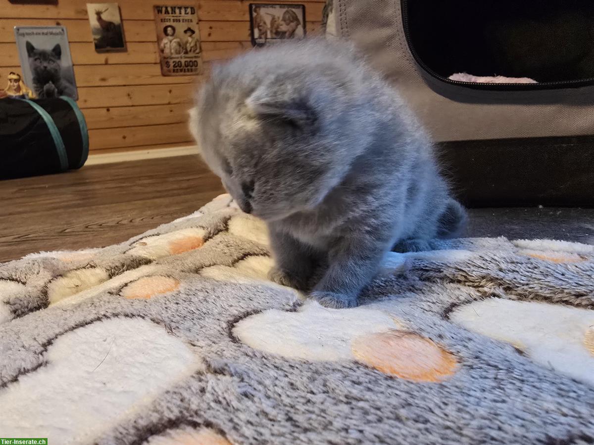 Bild 3: BKH Kitten suchen ein liebevolles Zuhause