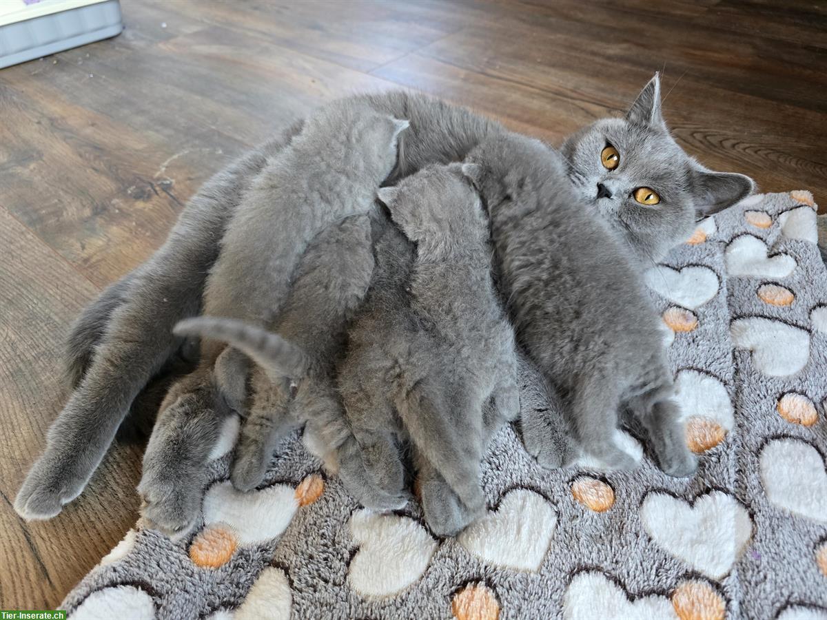 Bild 4: BKH Kitten suchen ein liebevolles Zuhause