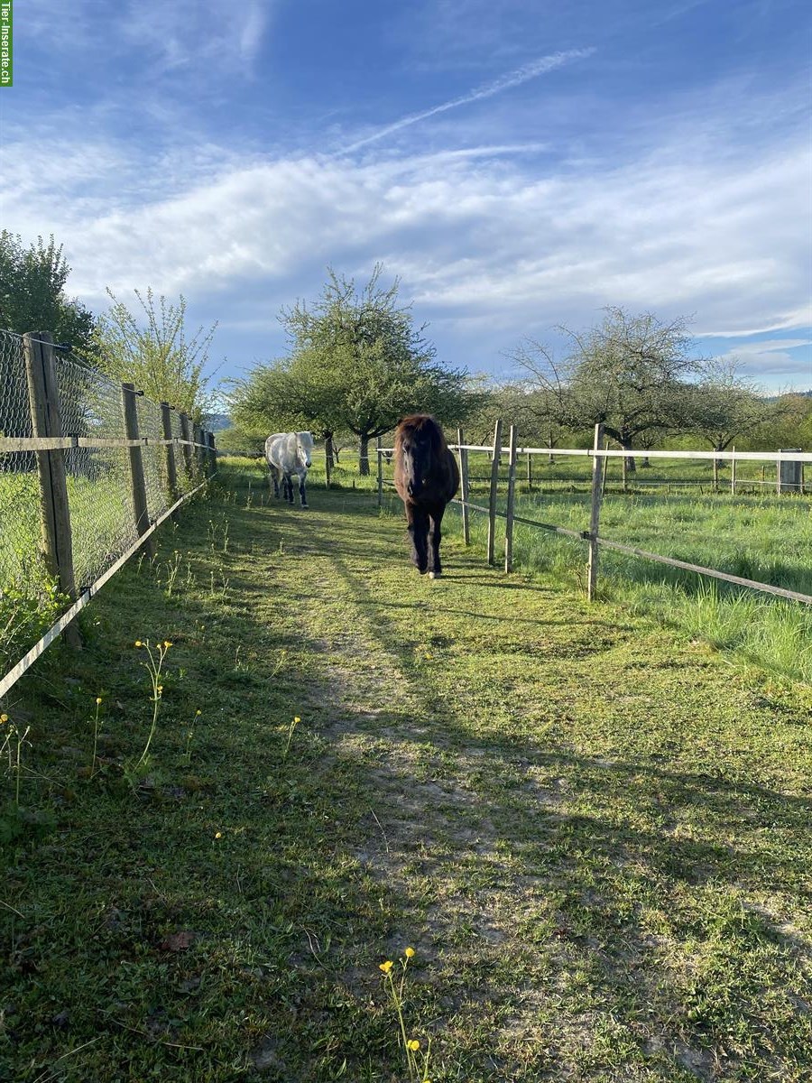 Offenstall für Kleinpferde nähe Winterthur/Frauenfeld