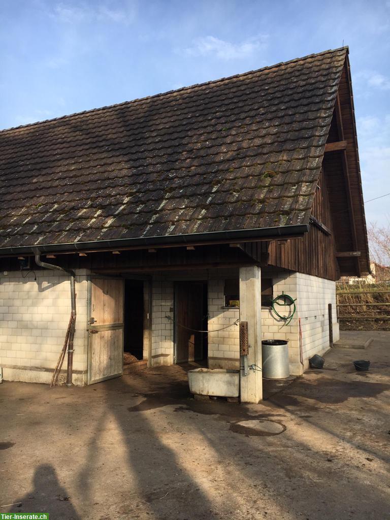 Bild 5: Offenstall für Kleinpferde nähe Winterthur/Frauenfeld