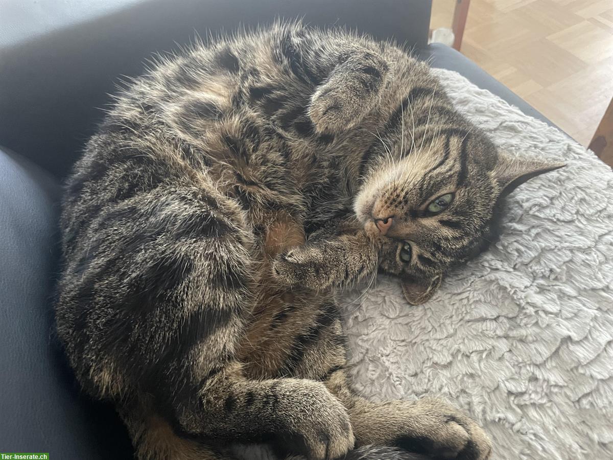 6-jährige Mischlingskatze abzugeben