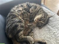 6-jährige Mischlingskatze abzugeben