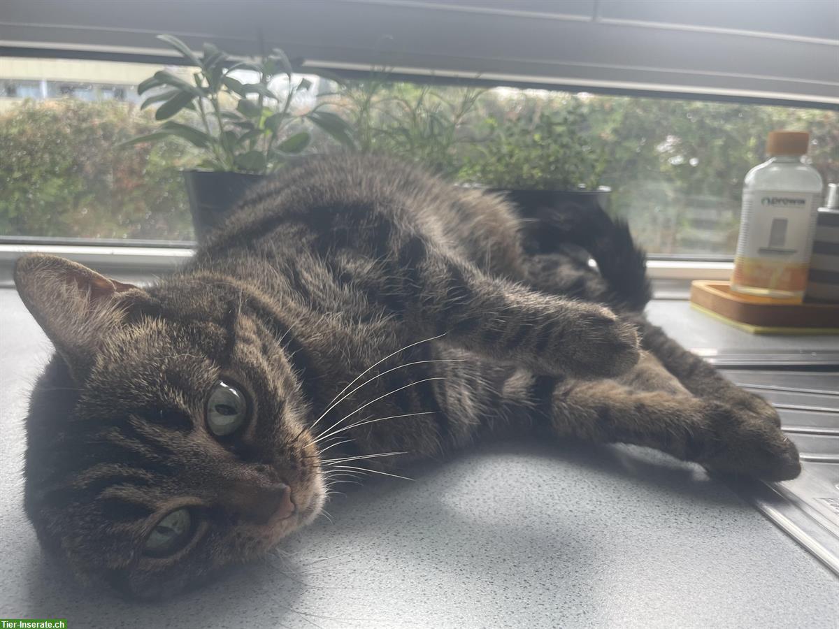 Bild 2: 6-jährige Mischlingskatze abzugeben