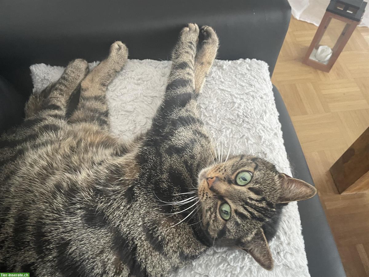 Bild 3: 6-jährige Mischlingskatze abzugeben