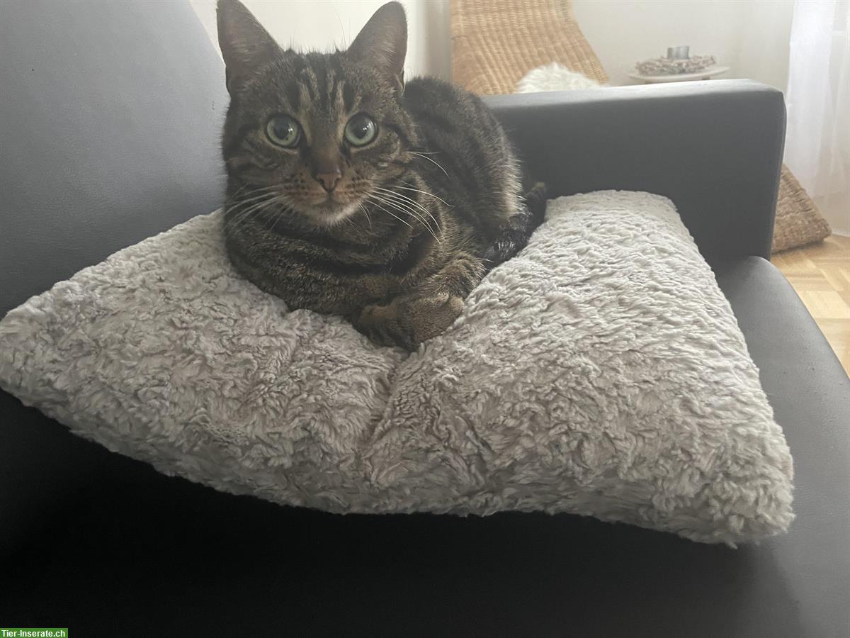 Bild 4: 6-jährige Mischlingskatze abzugeben