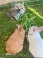 Zwergkaninchen abzugeben, auch mit Zubehör