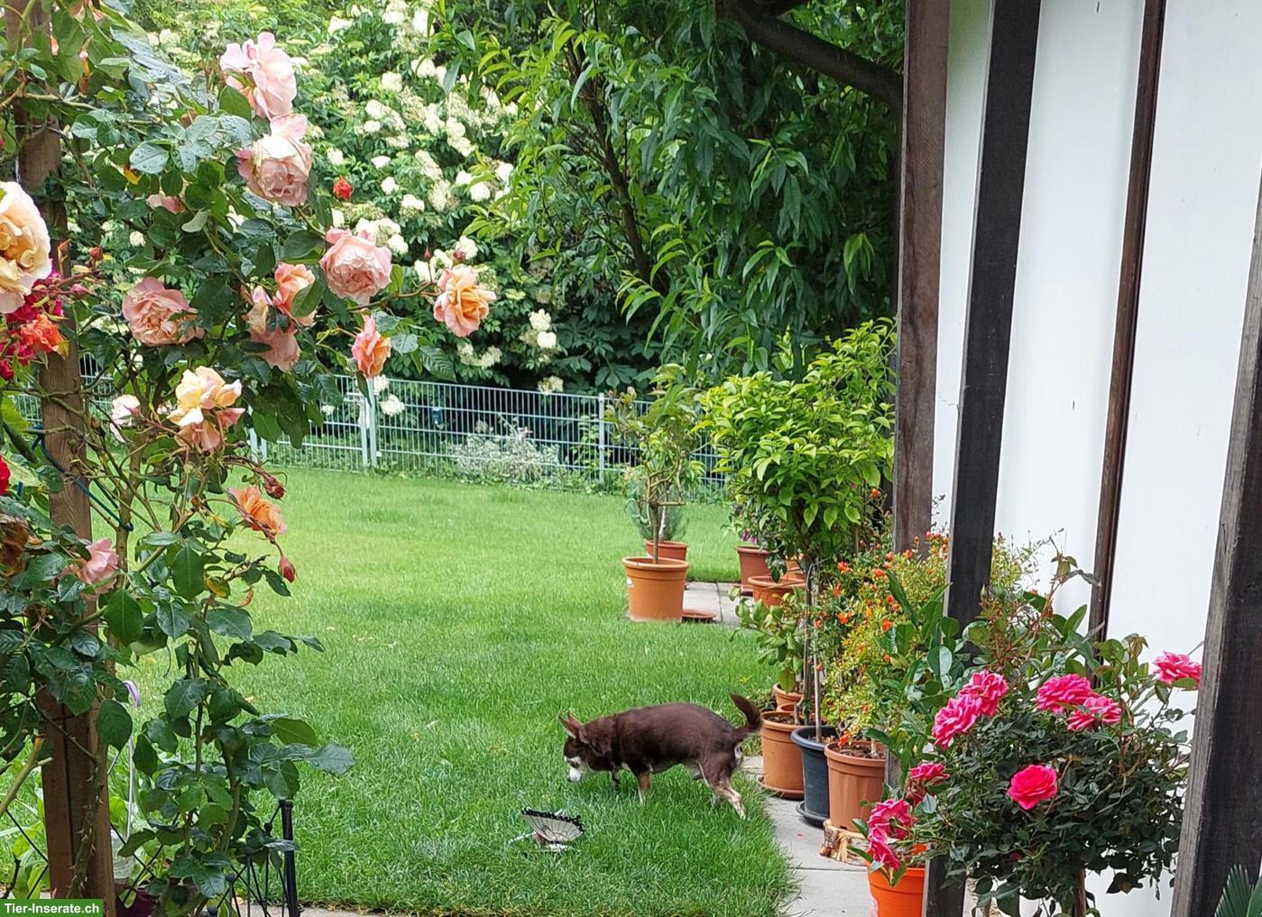 Bild 2: Zum Hundeplätzchen - Hundebetreuung für Seniorenhunde
