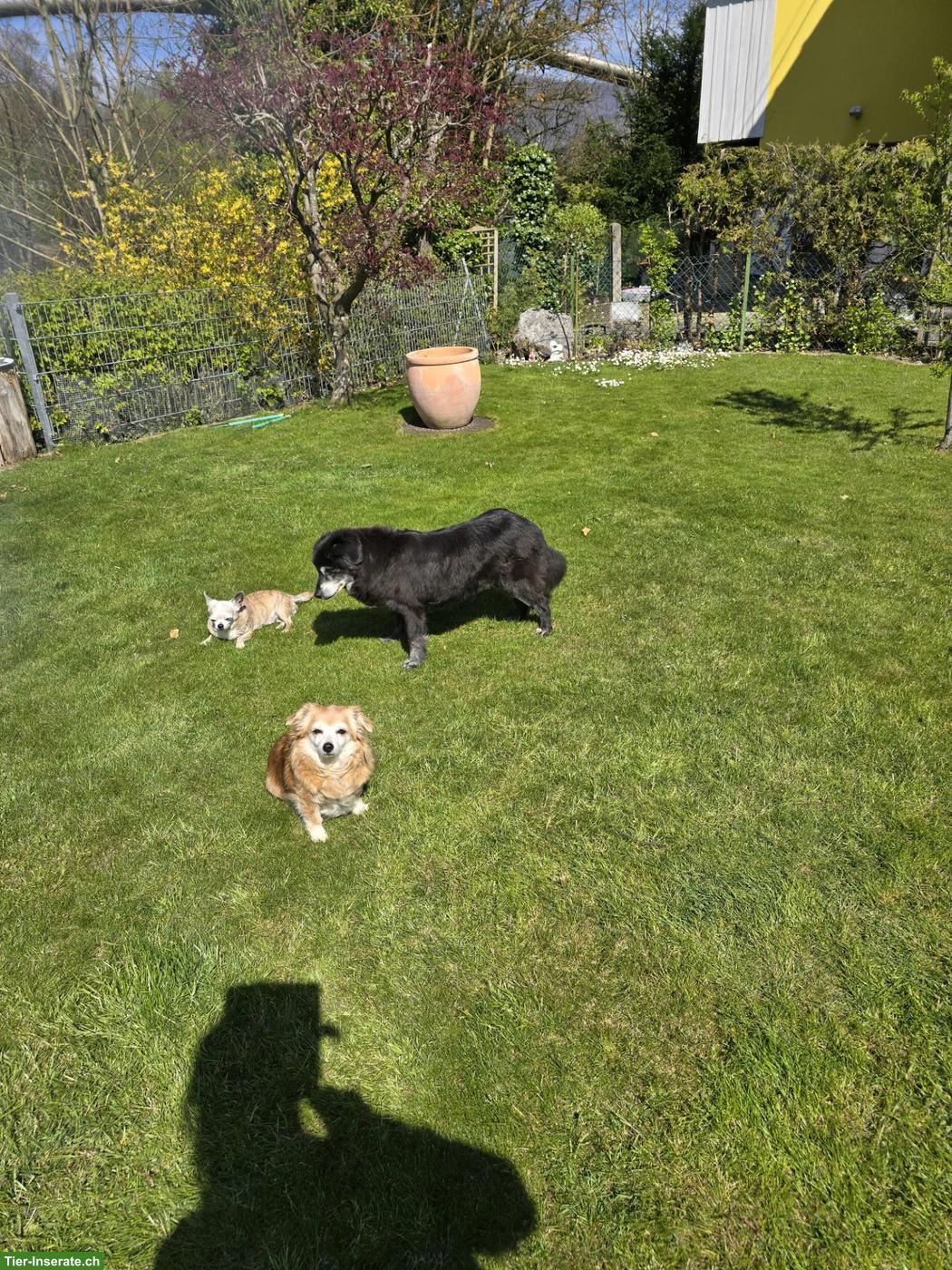 Bild 4: Zum Hundeplätzchen - Hundebetreuung für Seniorenhunde