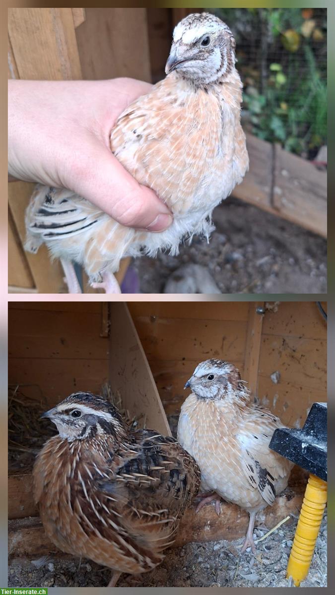 GRATIS: Wachtelhähne suchen ein neues Zuhause