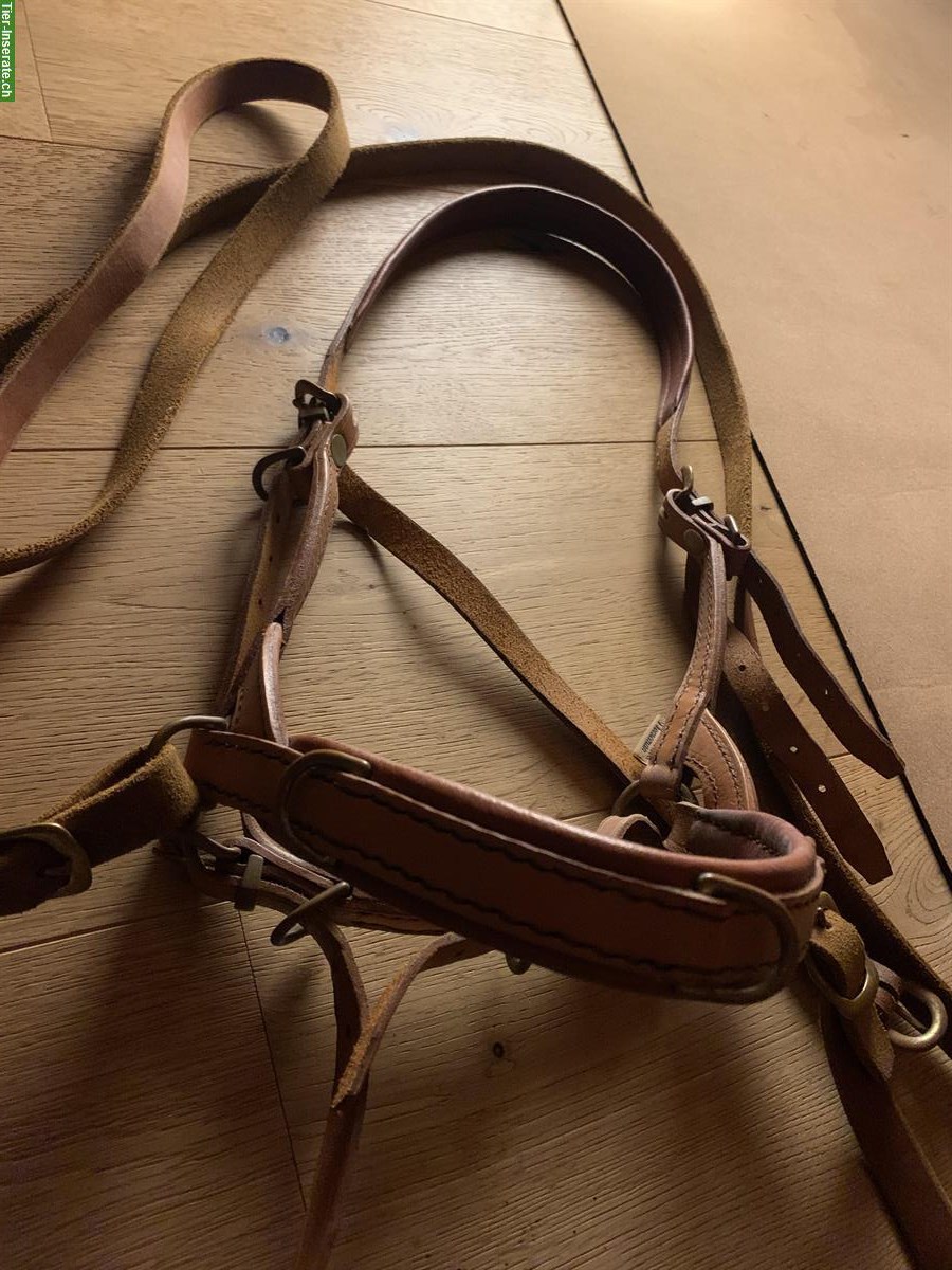 Bild 2: Balancio Balanced Horseman zu verkaufen