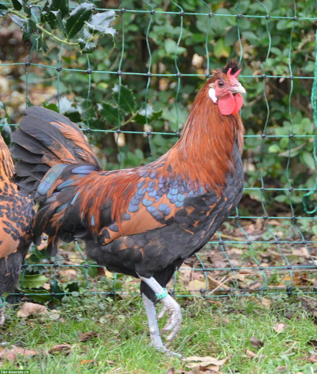 Appenzeller Spitzhauben Hahn, gold-schwarztupfig