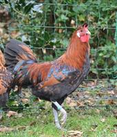 Appenzeller Spitzhauben Hahn, gold-schwarztupfig