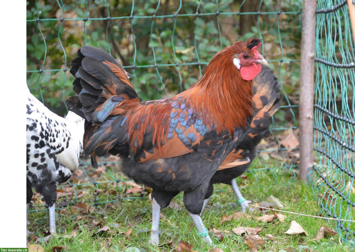 Bild 2: Appenzeller Spitzhauben Hahn, gold-schwarztupfig