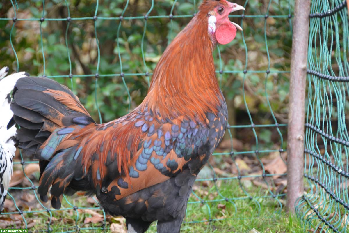 Bild 3: Appenzeller Spitzhauben Hahn, gold-schwarztupfig