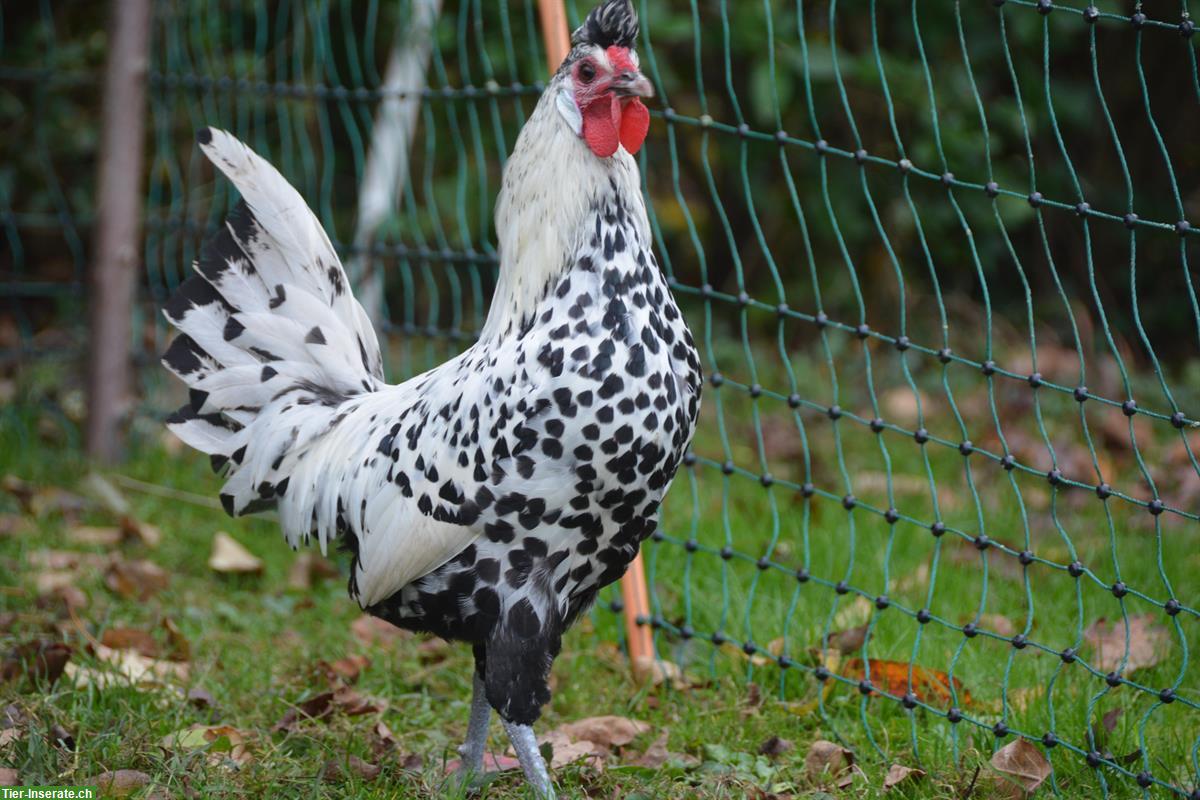 Appenzeller Spitzhauben Hahn, silber-schwarzgetupft