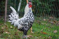 Appenzeller Spitzhauben Hahn, silber-schwarzgetupft