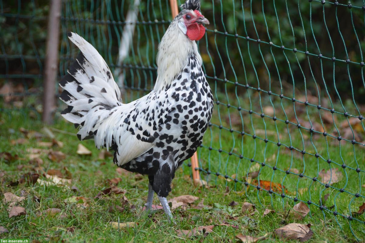 Bild 2: Appenzeller Spitzhauben Hahn, silber-schwarzgetupft
