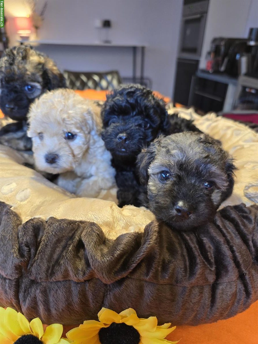 🐩 Toy-Zwergpudel Welpen suchen liebes Zuhause ❤️