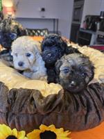 🐩 Toy-Zwergpudel Welpen suchen liebes Zuhause ❤️