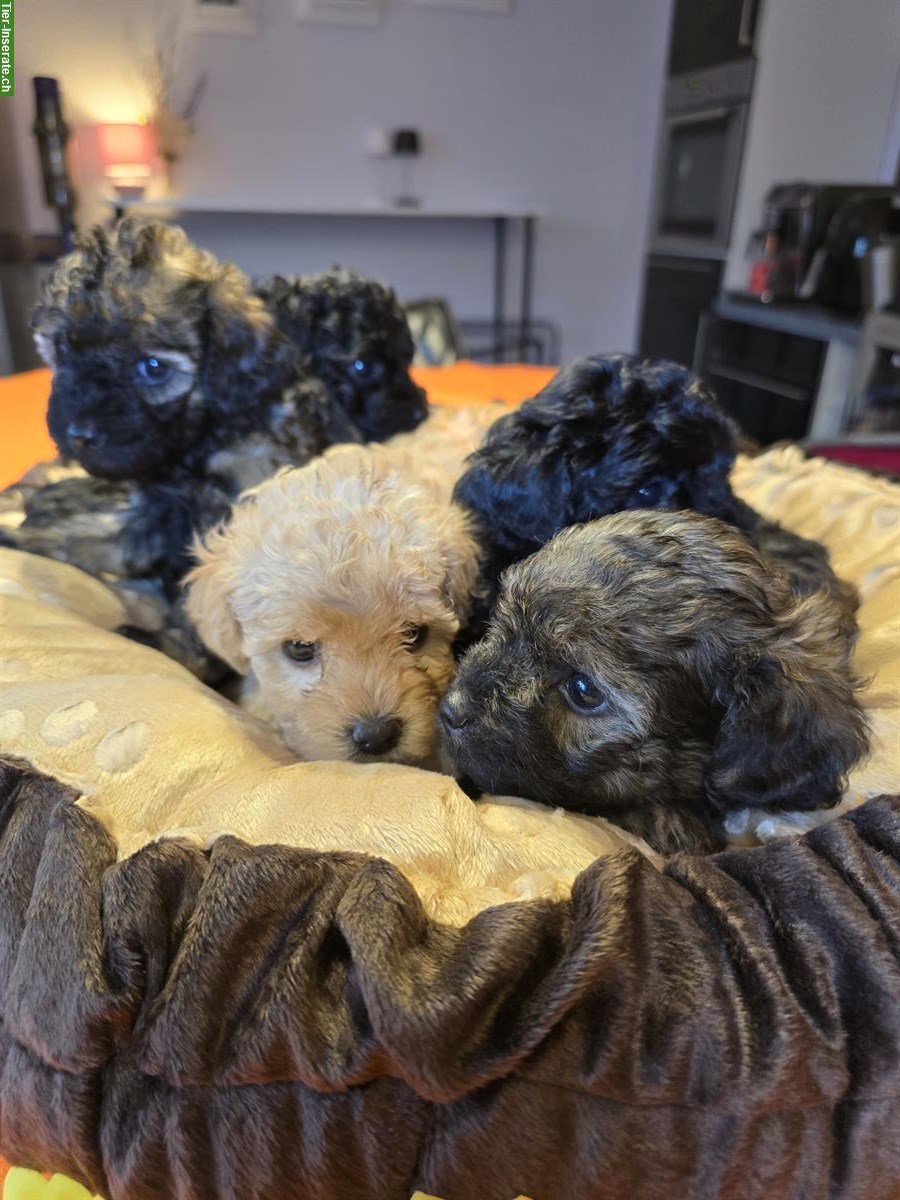 Bild 2: 🐩 Toy-Zwergpudel Welpen suchen liebes Zuhause ❤️