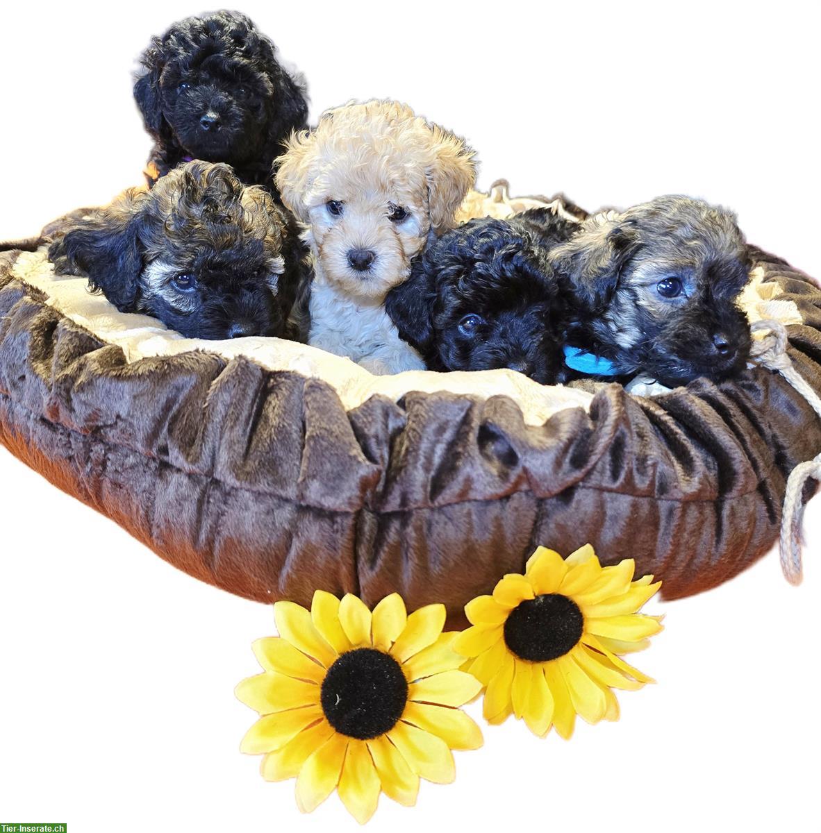 Bild 3: 🐩 Toy-Zwergpudel Welpen suchen liebes Zuhause ❤️