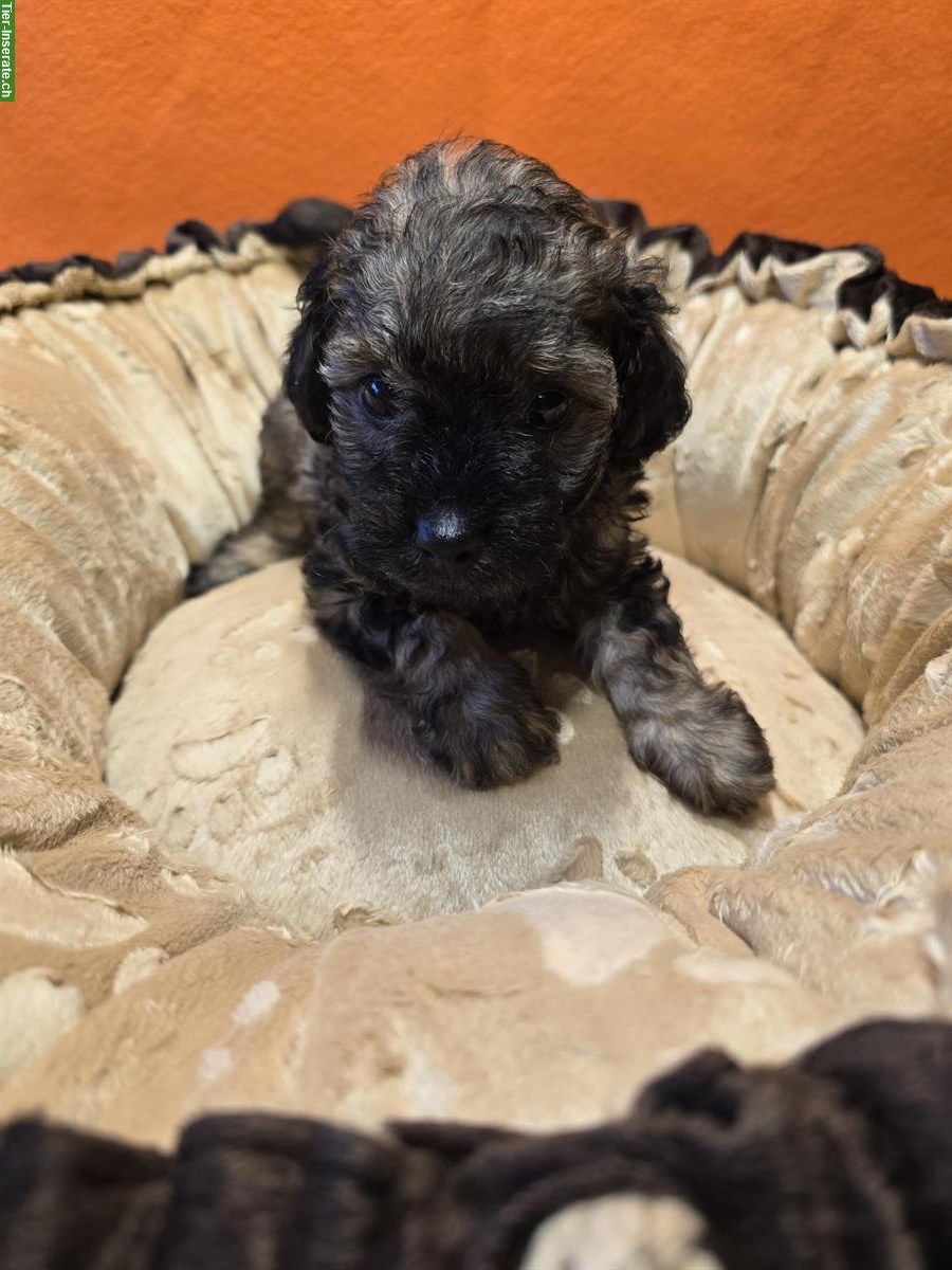 Bild 4: 🐩 Toy-Zwergpudel Welpen suchen liebes Zuhause ❤️