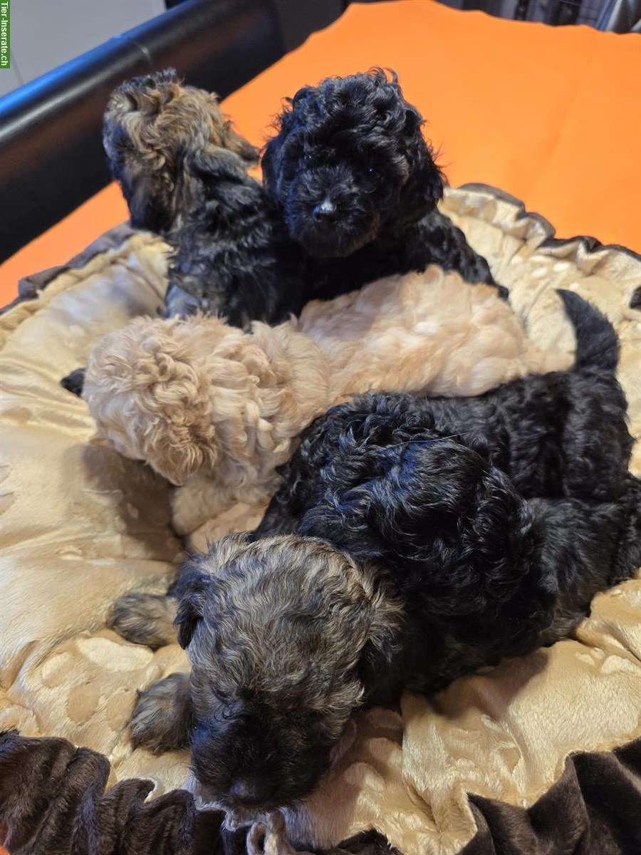 Bild 5: 🐩 Toy-Zwergpudel Welpen suchen liebes Zuhause ❤️