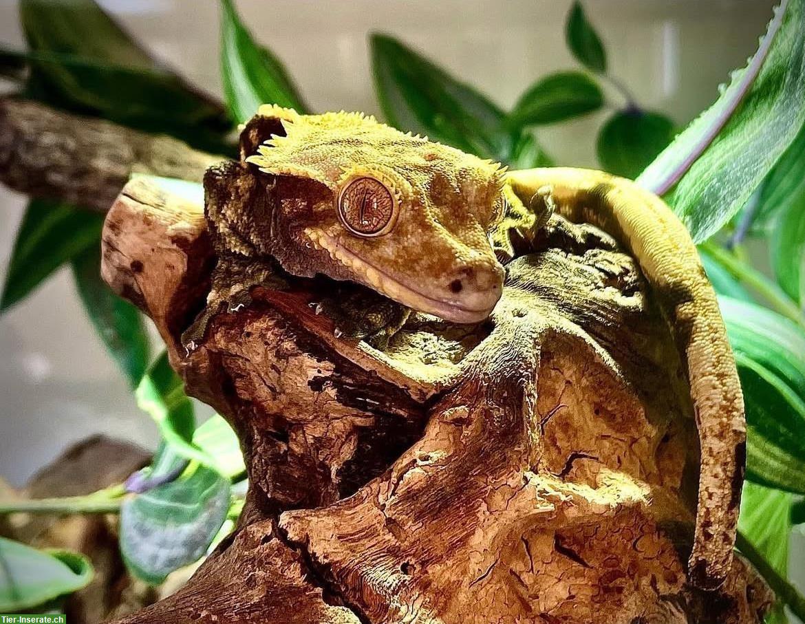 Kronengecko, optional mit Terrarium